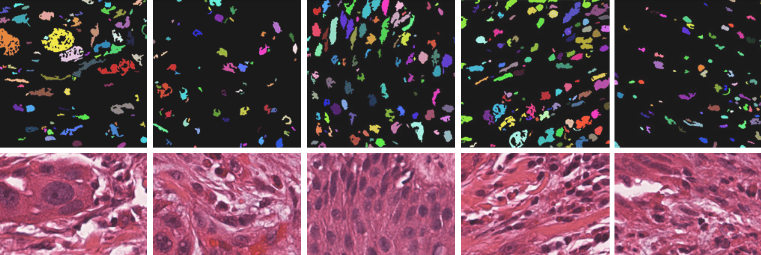 Beyond the Black Box: Interpretable Links Between Morphology and Omics