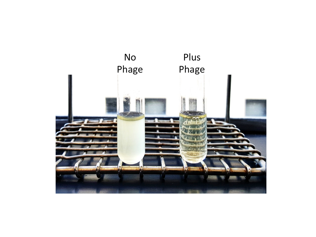 A phage cocktail protects from cholera