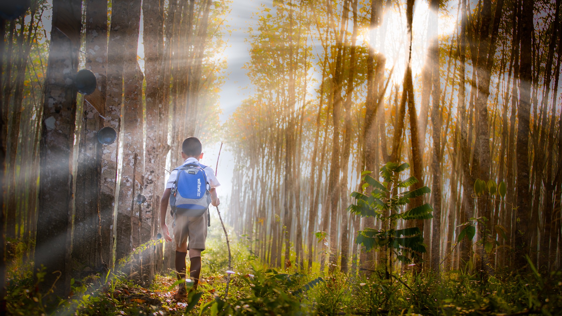 Genetic and environmental factors explain differences in school performance