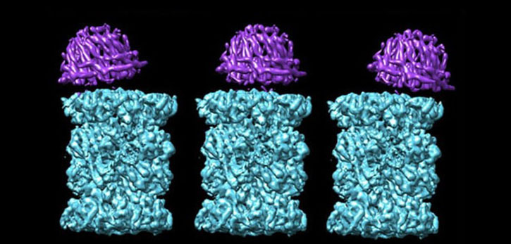 Dancing dustbins: New insights into proteasome activation with implications for antimalarial drug action.
