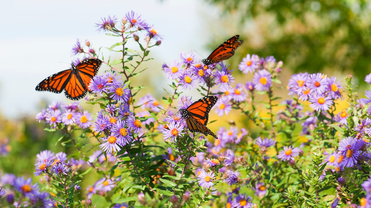 Call for papers: Species interactions and ecological networks