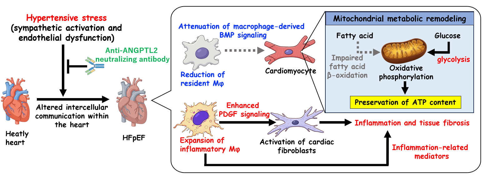 Beyond Obesity: Rethinking Experimental Models of HFpEF