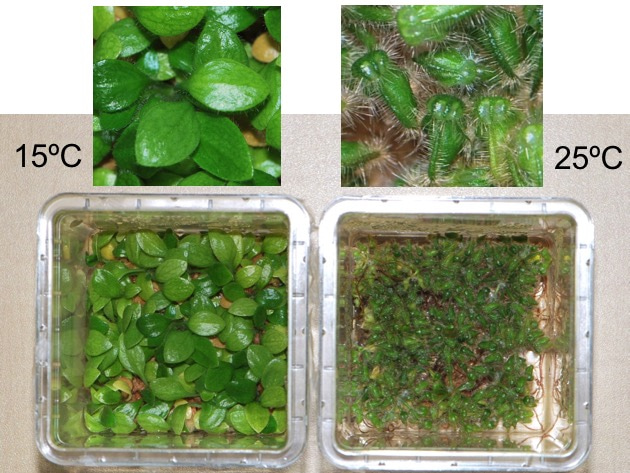 How to grow a pitcher