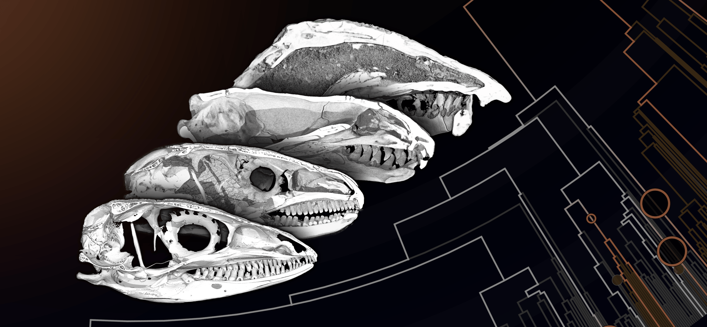 Who's a Bonehead? Novel Insights into Evolutionary History from Reptilian Skull Roof Structure