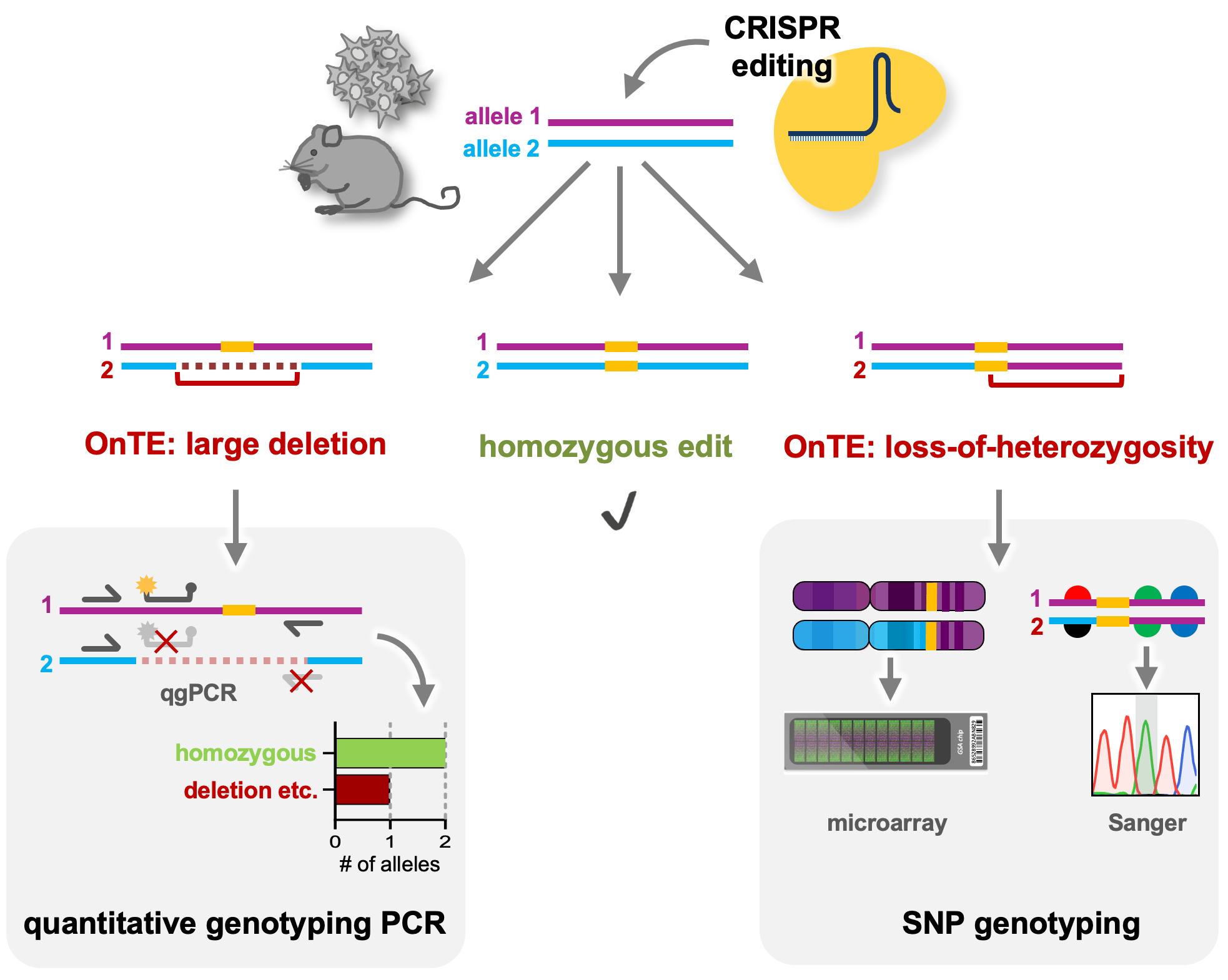 Detecting deleterious on-target effects after CRISPR editing