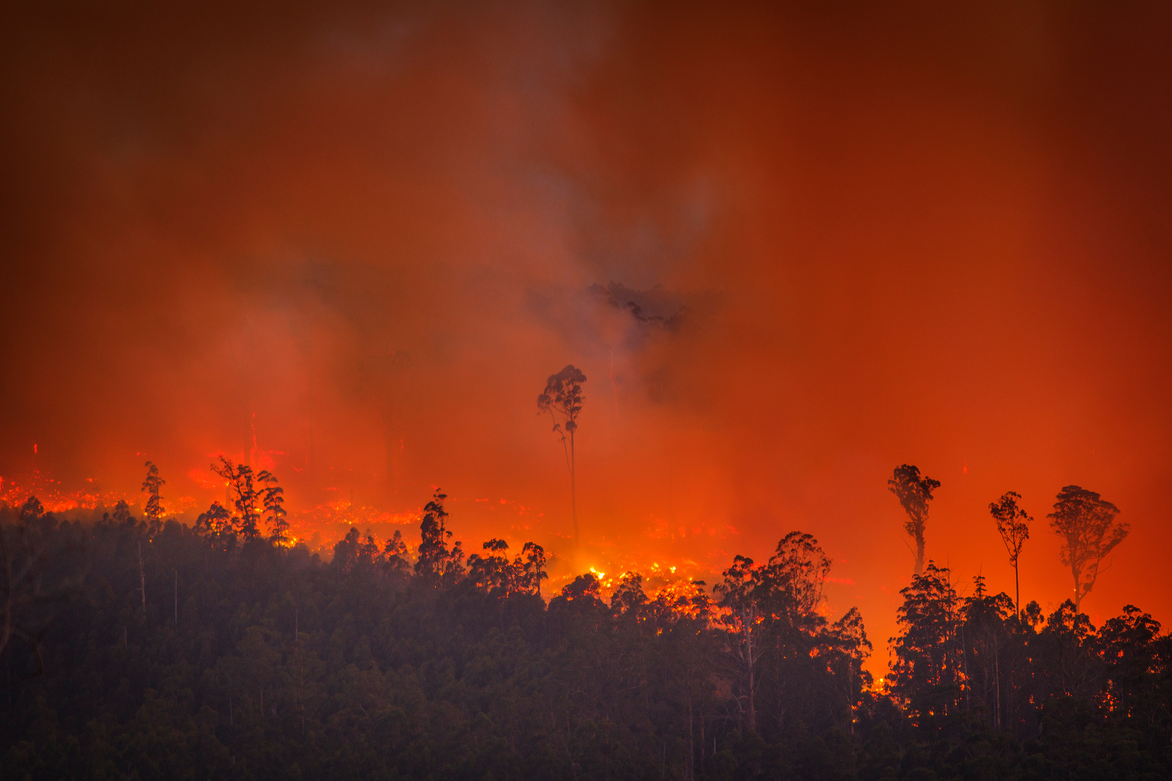 Wildfires threaten the future of timber production
