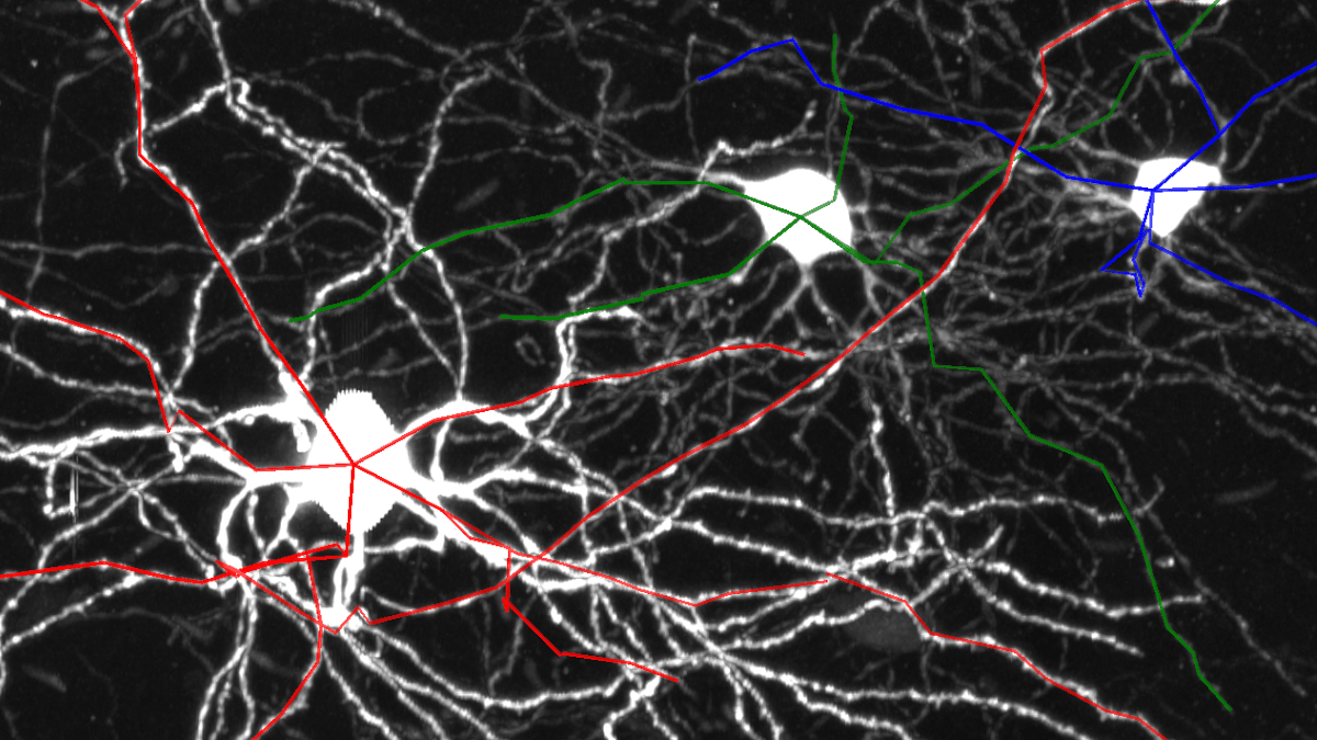 Semi-Automated Neuron Tracing with Hidden Markov Modeling