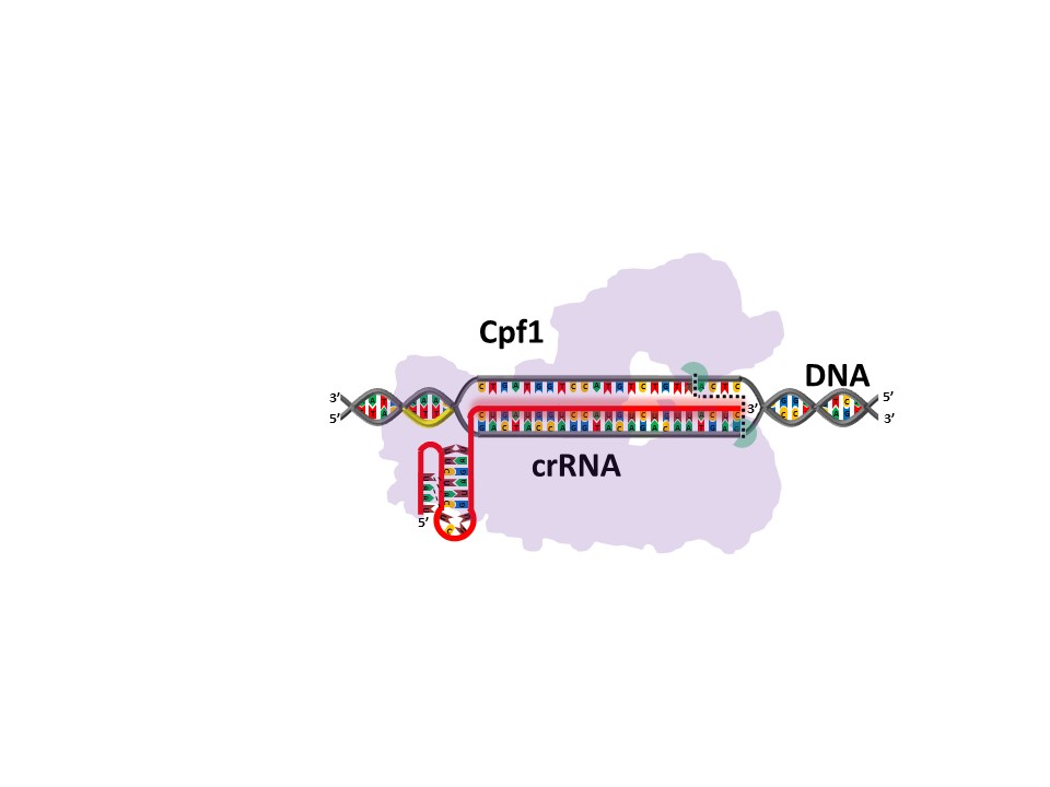 Engineering a RNA system to maximize gene editing