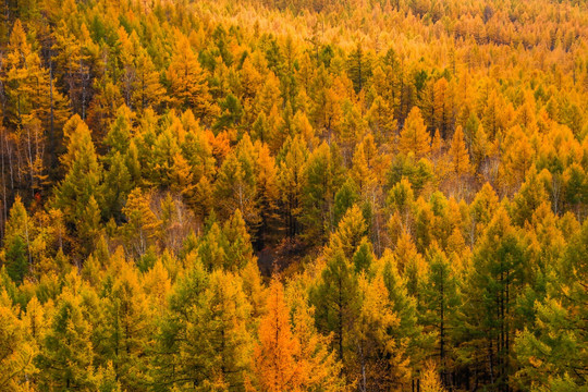 Climate change vulnerability of forest trees in the age of genomics 