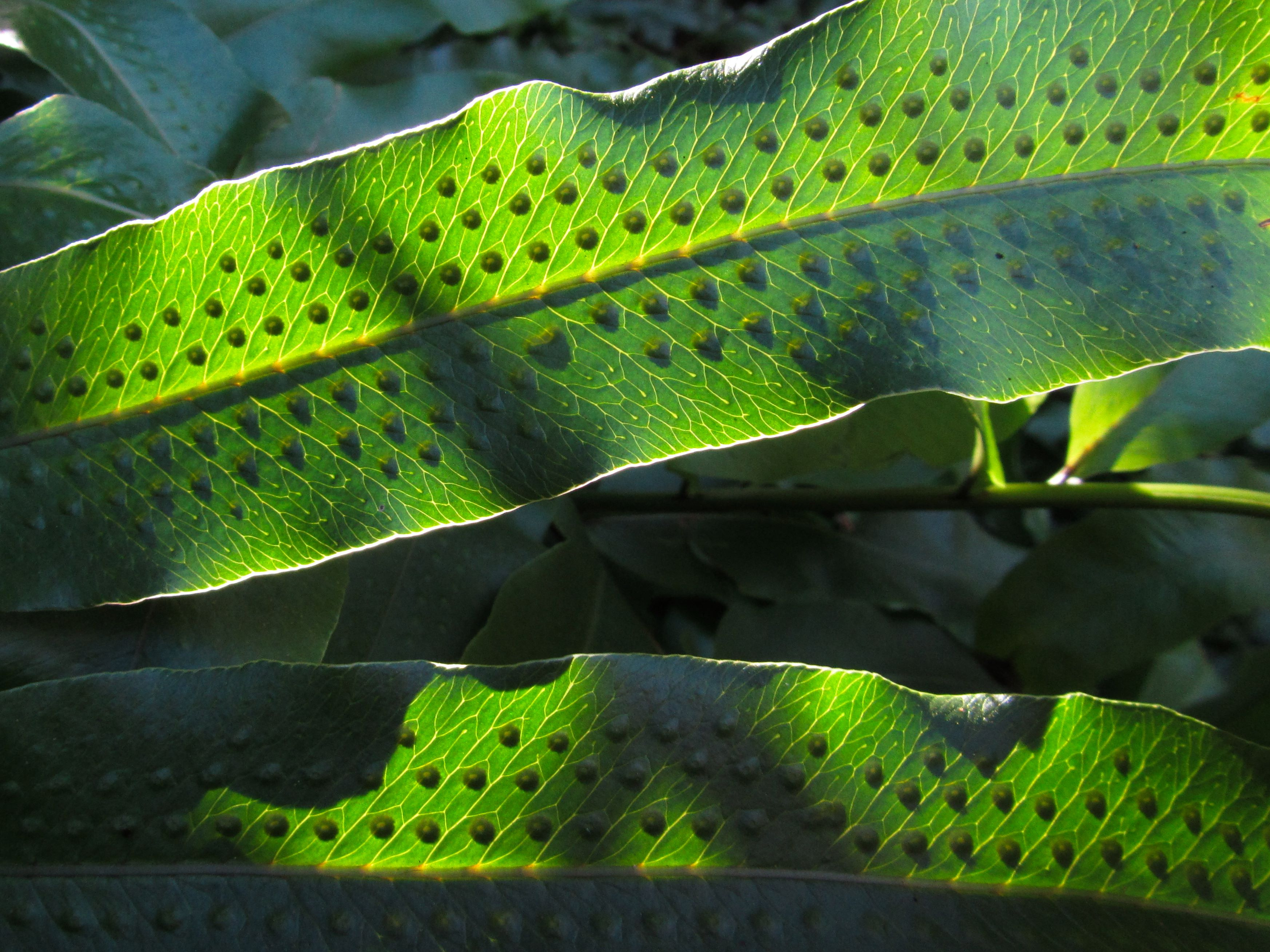 Shades of green: understanding sustainability in a post-truth age