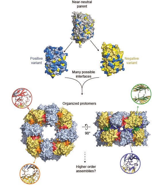 Supercharging enables organized assembly of synthetic biomolecules