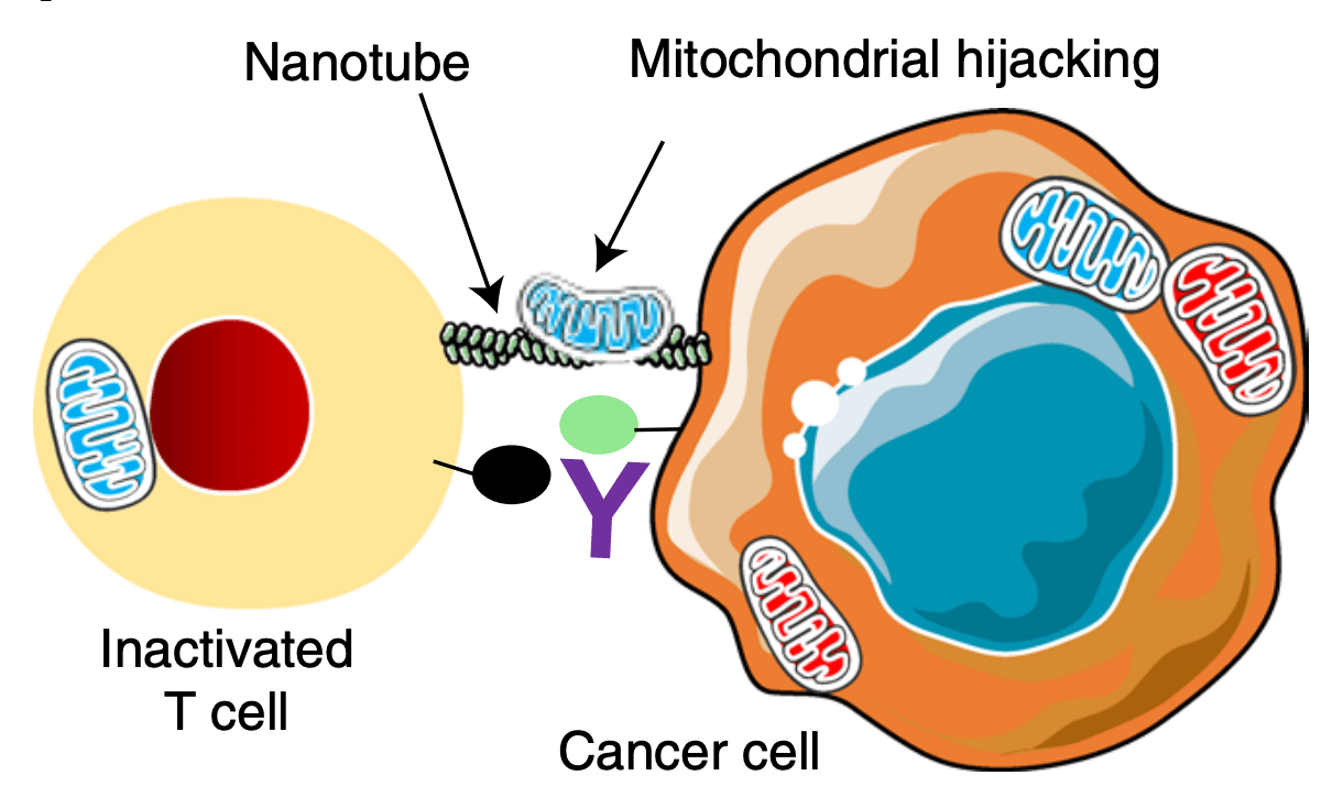 Cancer cells steal energy from the immune system by intercellular nanotubes