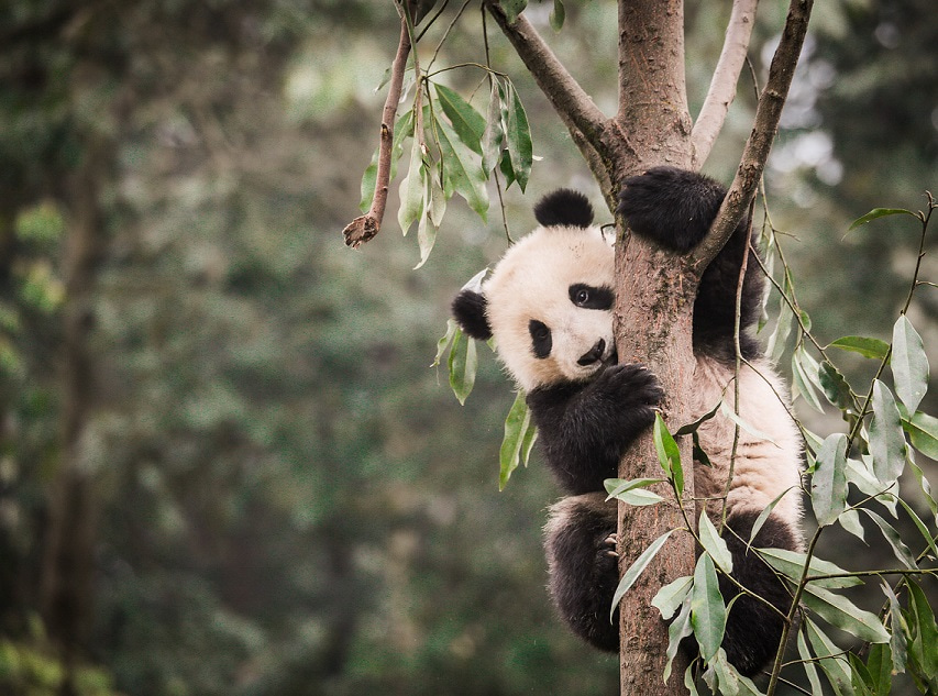 Panda poop and eyes in the sky