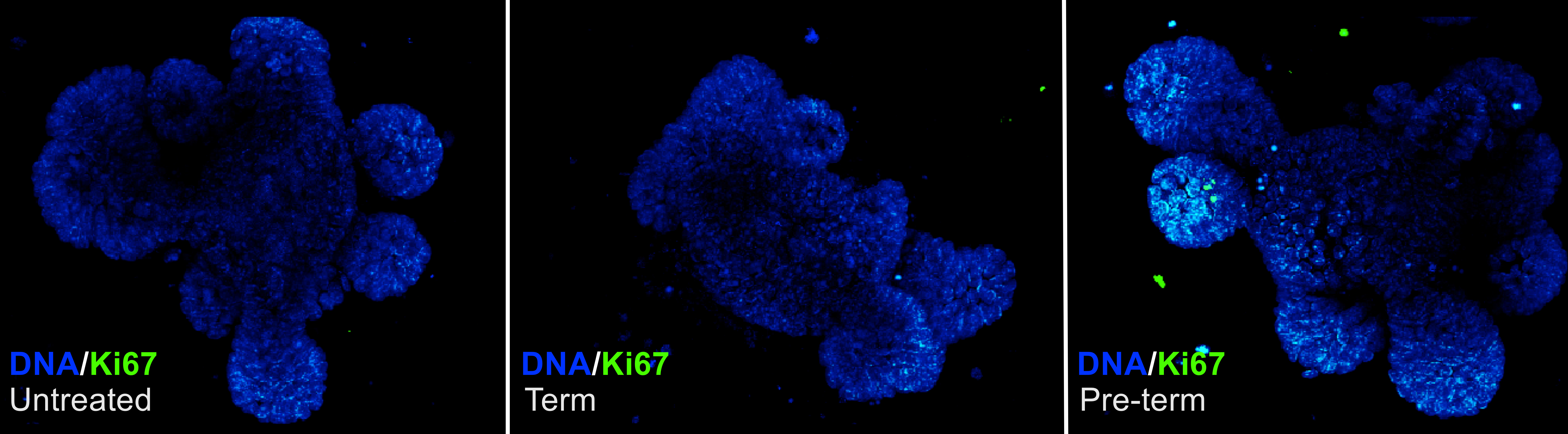 Early-life microbiota diversification facilitates enterocyte proliferation
