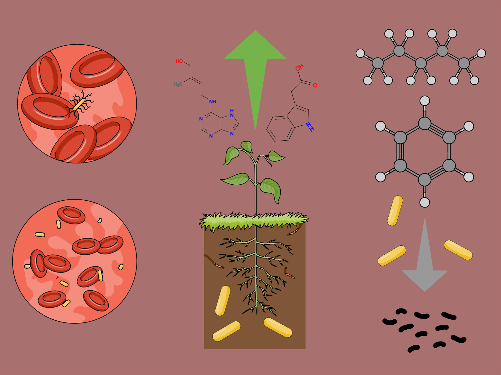 A bacterial epoxide hydrolase might broaden the host range of bacteria through oxylipin signalling hijack