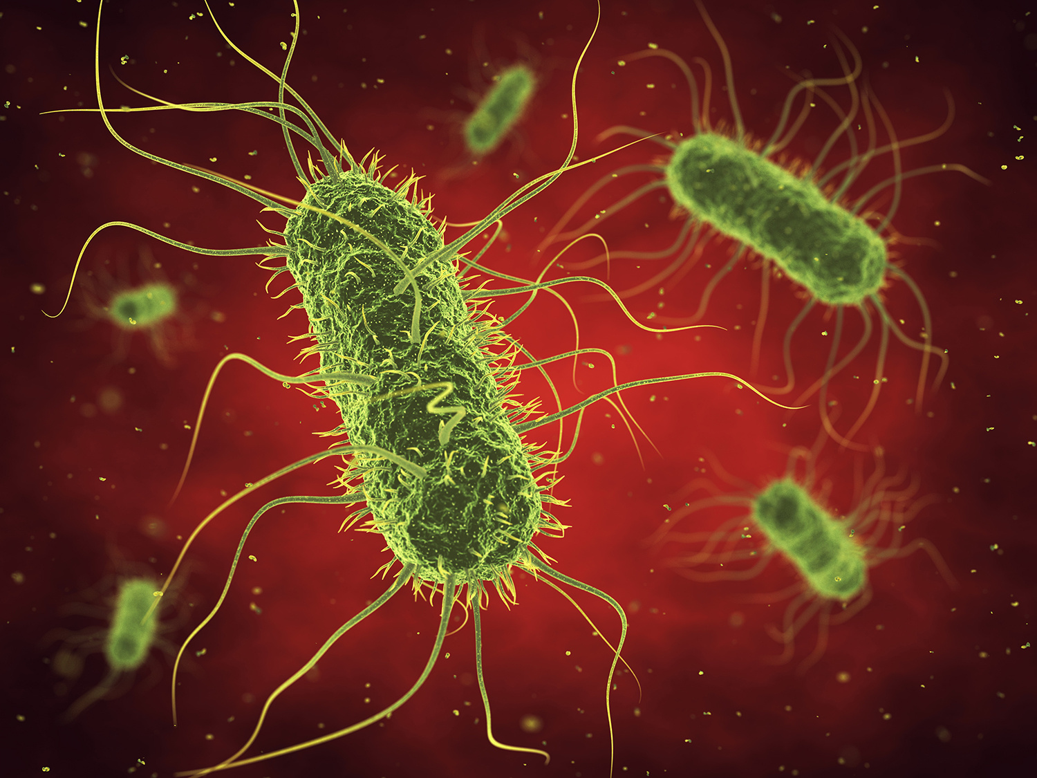 Journal Club: Do Gram-negatives produce cellulose or not?