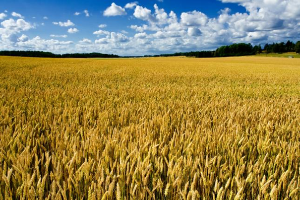 Tectonic shift on the European grain chessboard
