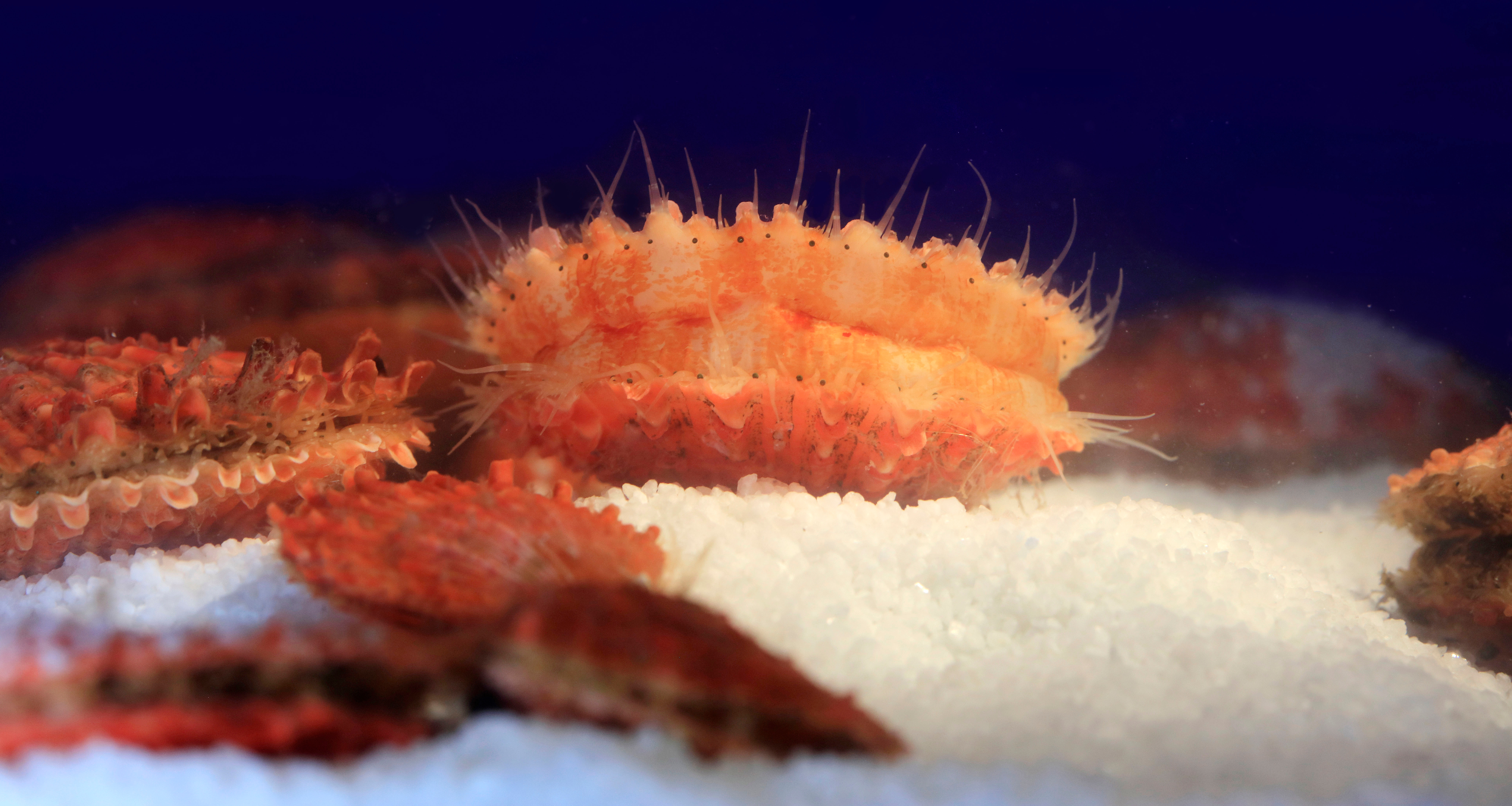 The ‘forever-young’ secret of scallop sex chromosomes: exceptions to the ‘general’ rules