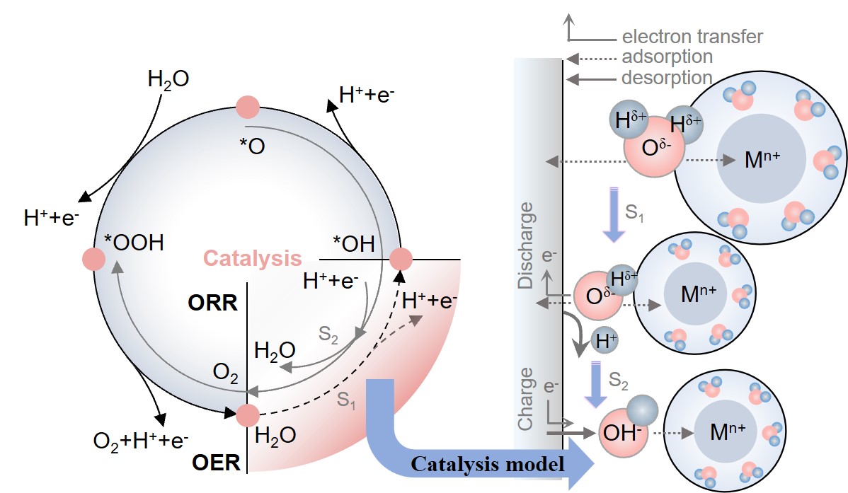 Zn2+-mediated catalysis for fast-charging aqueous Zn-ion batteries