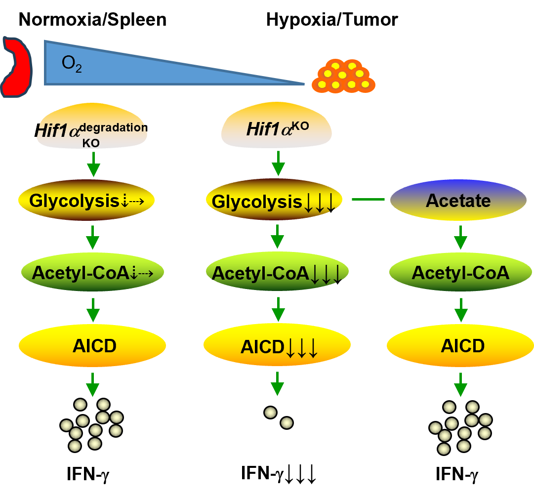 HIF1a-regulated glycolysis promotes activation-induced cell death and IFN-g induction in hypoxic T cells