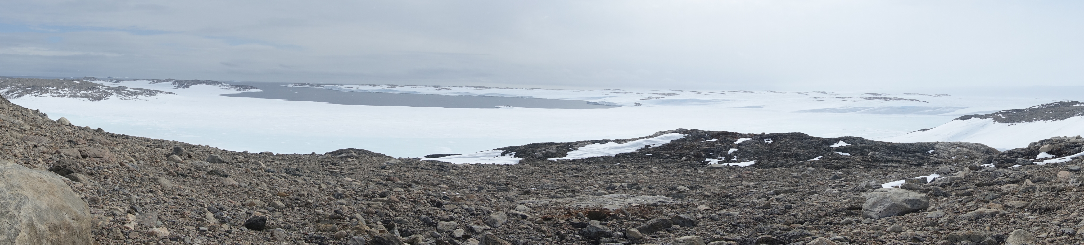 Ca. Eremiobacterota; an enigmatic, versatile bacterial phylum that dominates Antarctic soils.