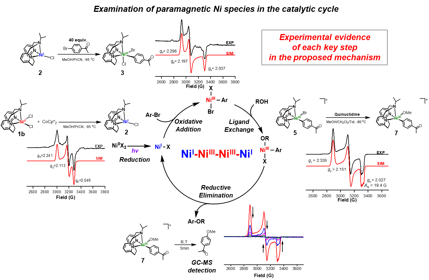 Deciphering the mechanism of the Ni-photocatalyzed C‒O cross-coupling reaction using a tridentate pyridinophane ligand