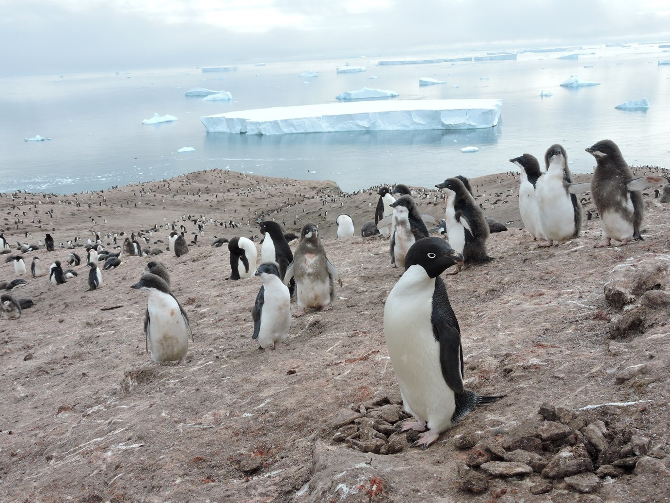 Islands in the ice: Models, math, penguins & a circumnavigation