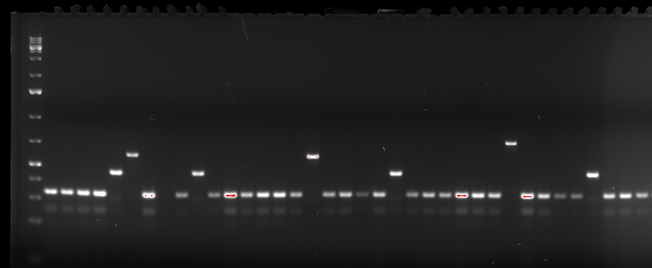 Evading while invading: induction of CRISPR-Cas by mucin as a mean to escape phages adhered to mucus 