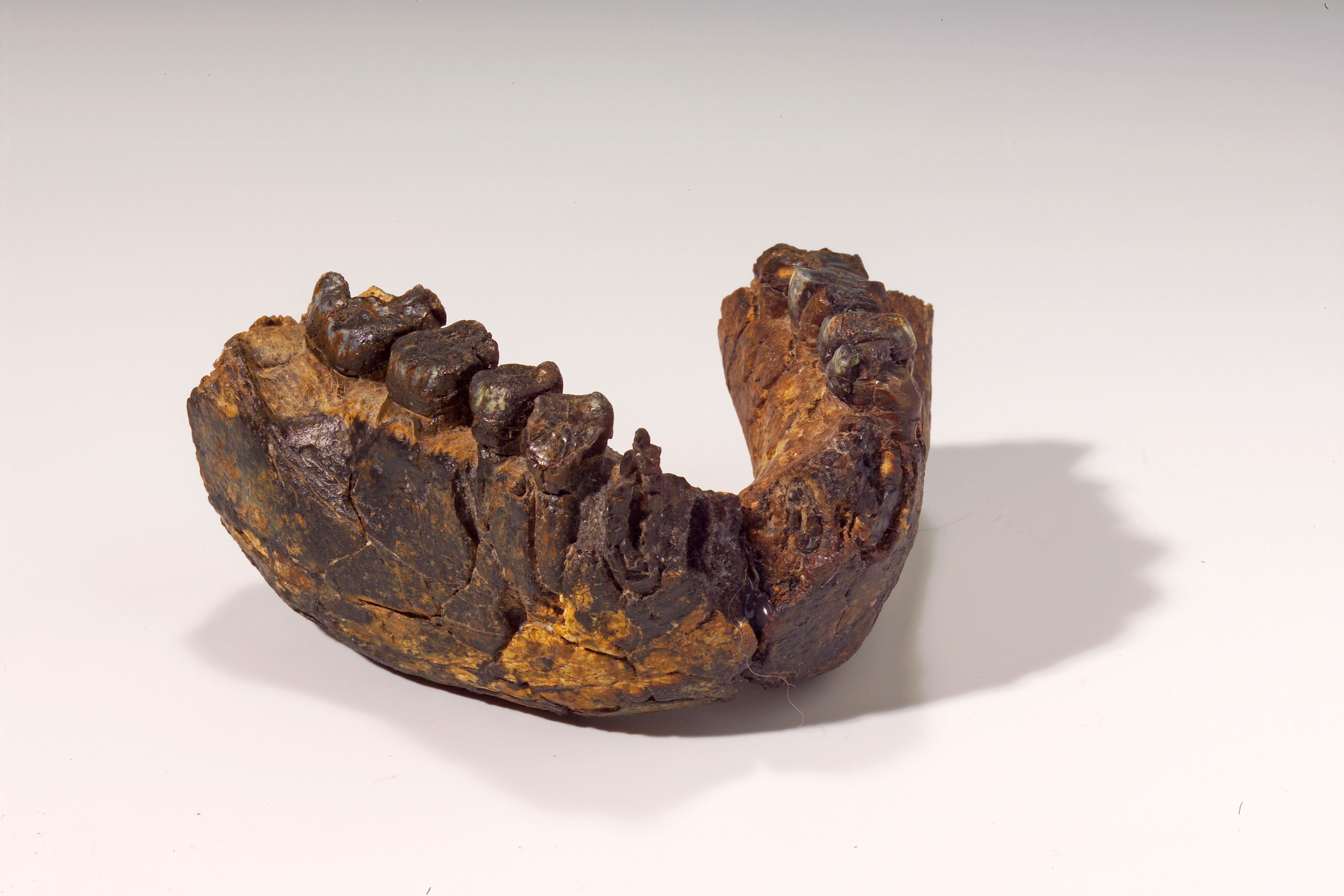 Hominin adaptation in diverse savanna ecosystems