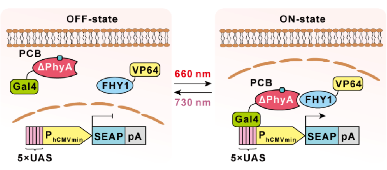 REDMAP：A New Generation of Optogenetic Tools