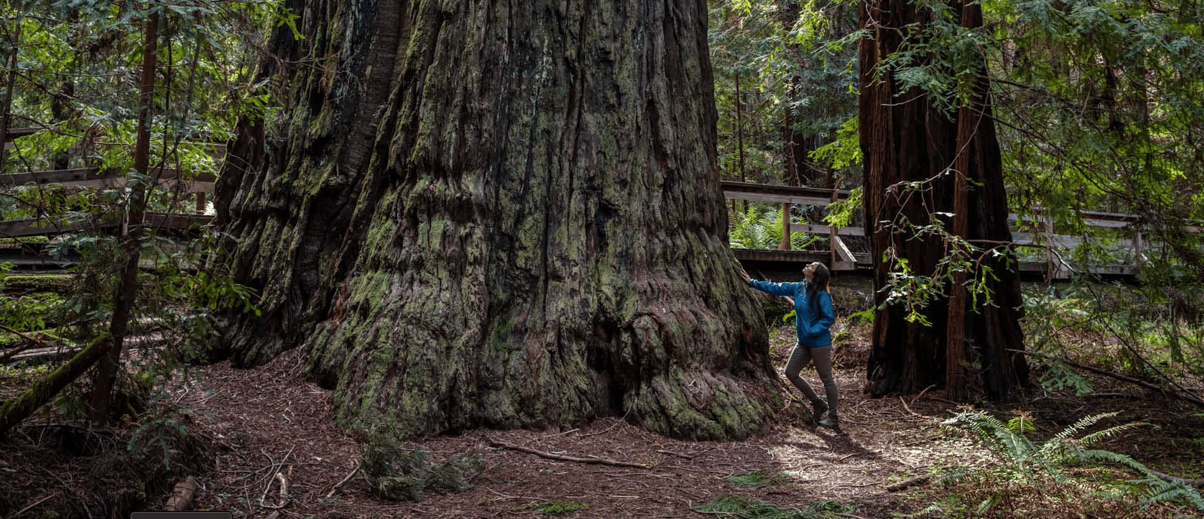 Podcast: Caring about forest trees