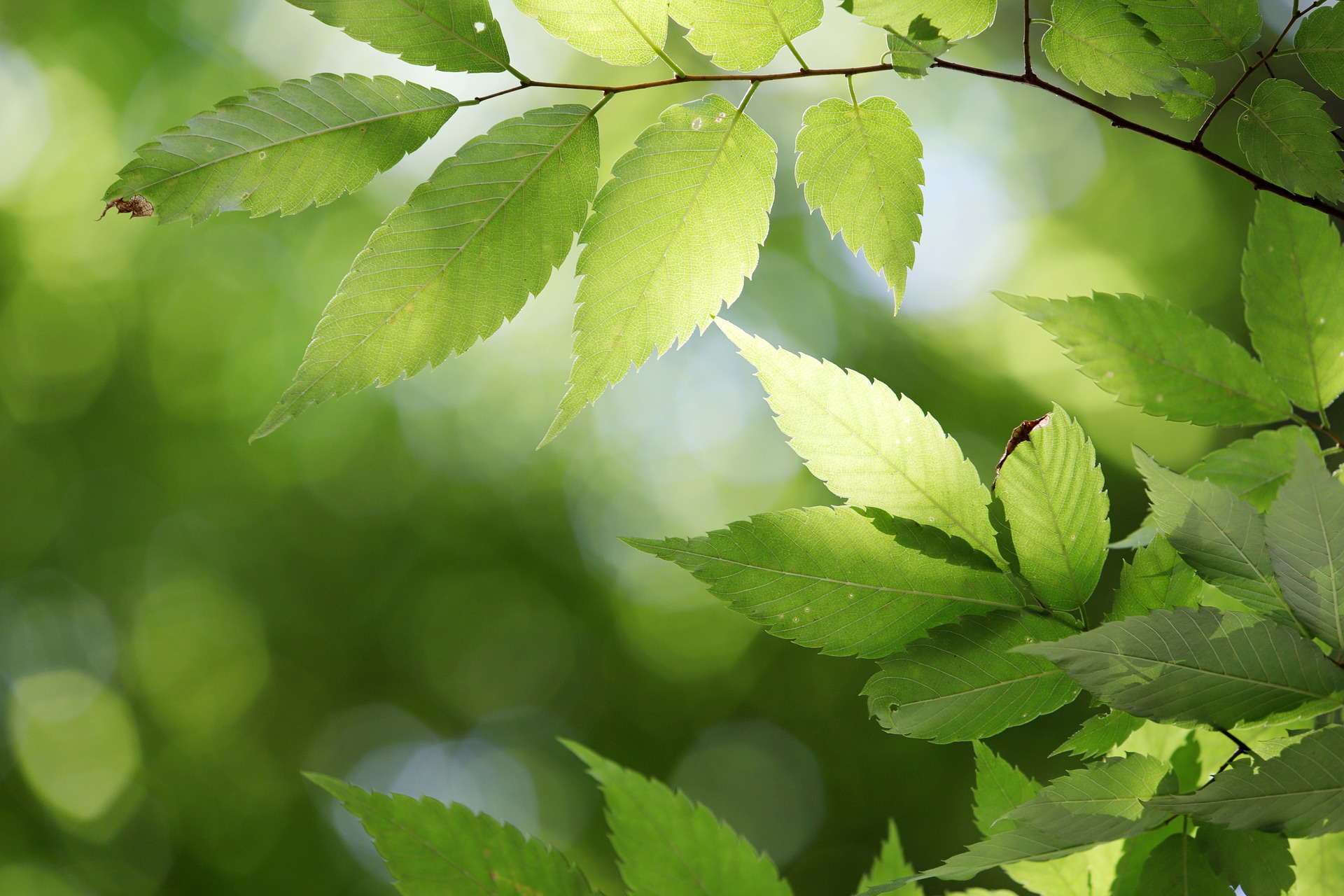 Investigating initial step of photosynthesis with single-molecule pump-probe spectroscopy