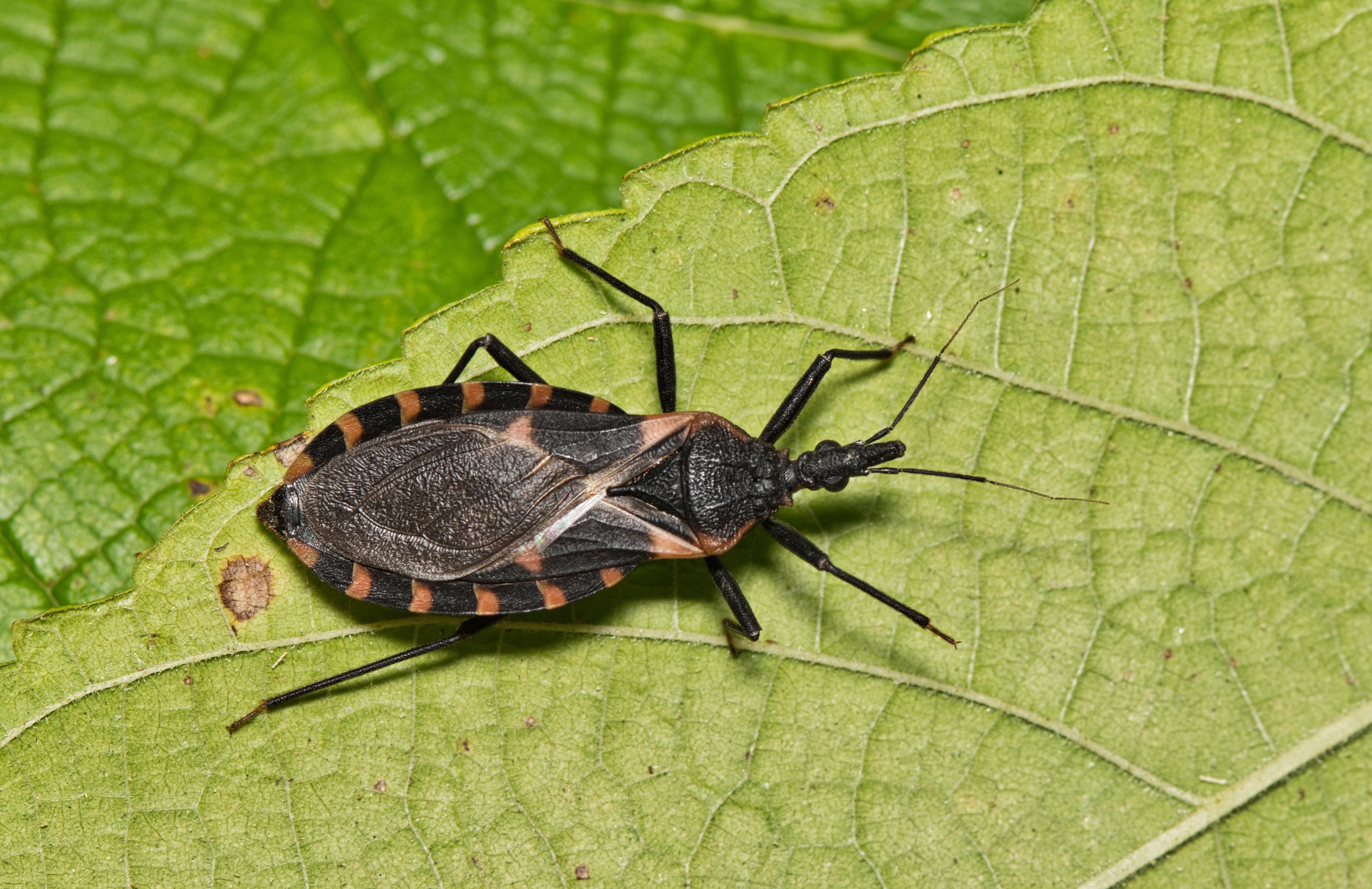 Climate, diet, and geographic distribution of the six-legged assassins of the Americas