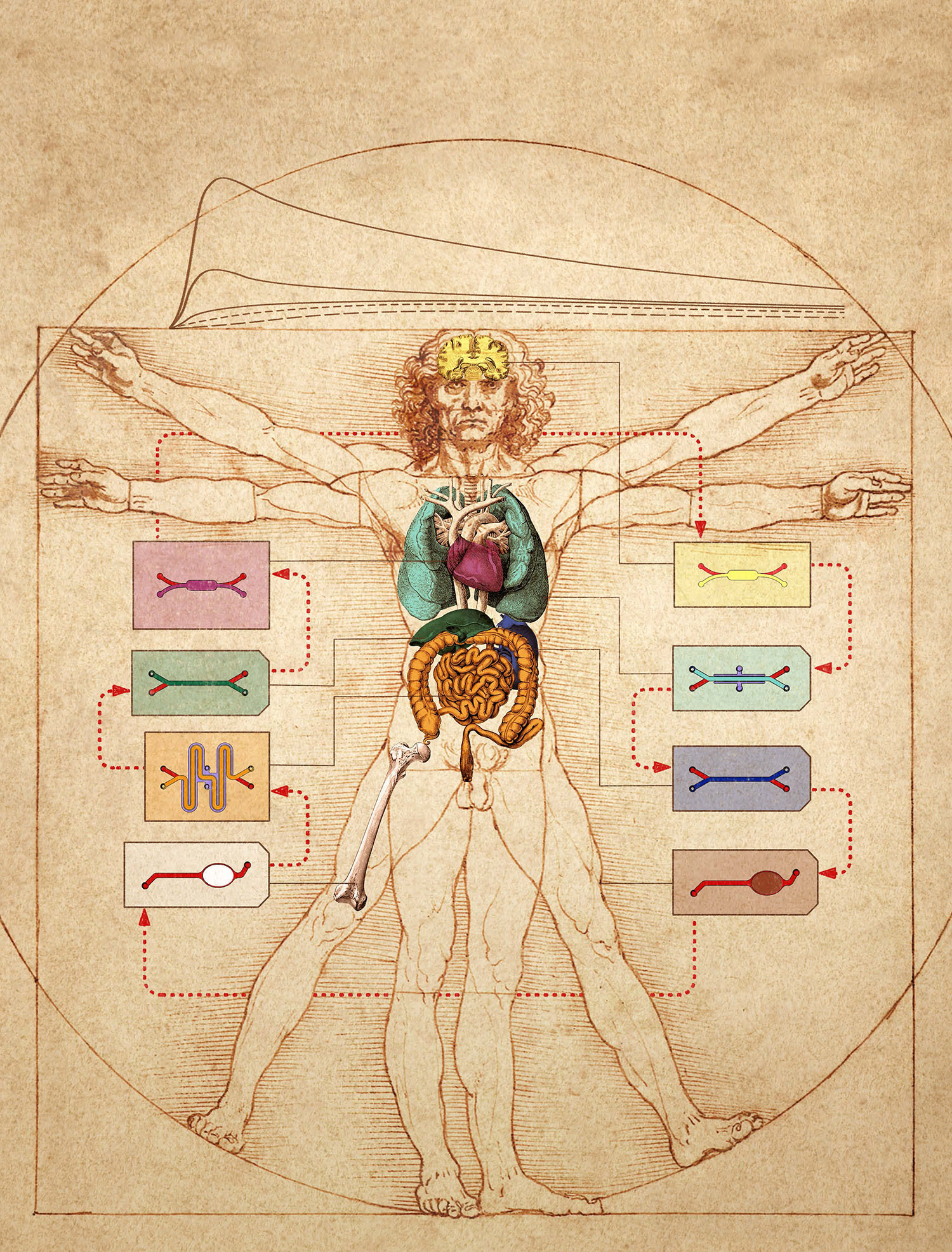 Predicting Human Drug Pharmacokinetics and Pharmacodynamics using Human Body-on-Chips Technology