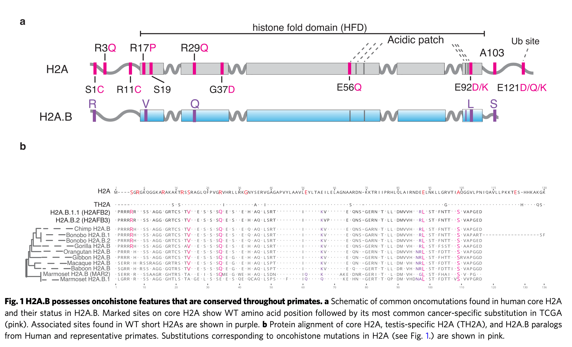 Short Histone H2A Variants are Expressed in Cancer