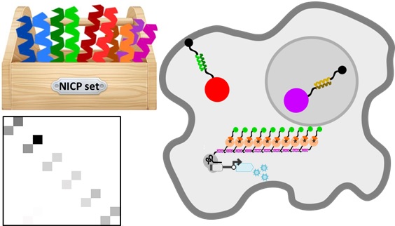 A tunable orthogonal coiled-coil interaction toolbox for engineering mammalian cells