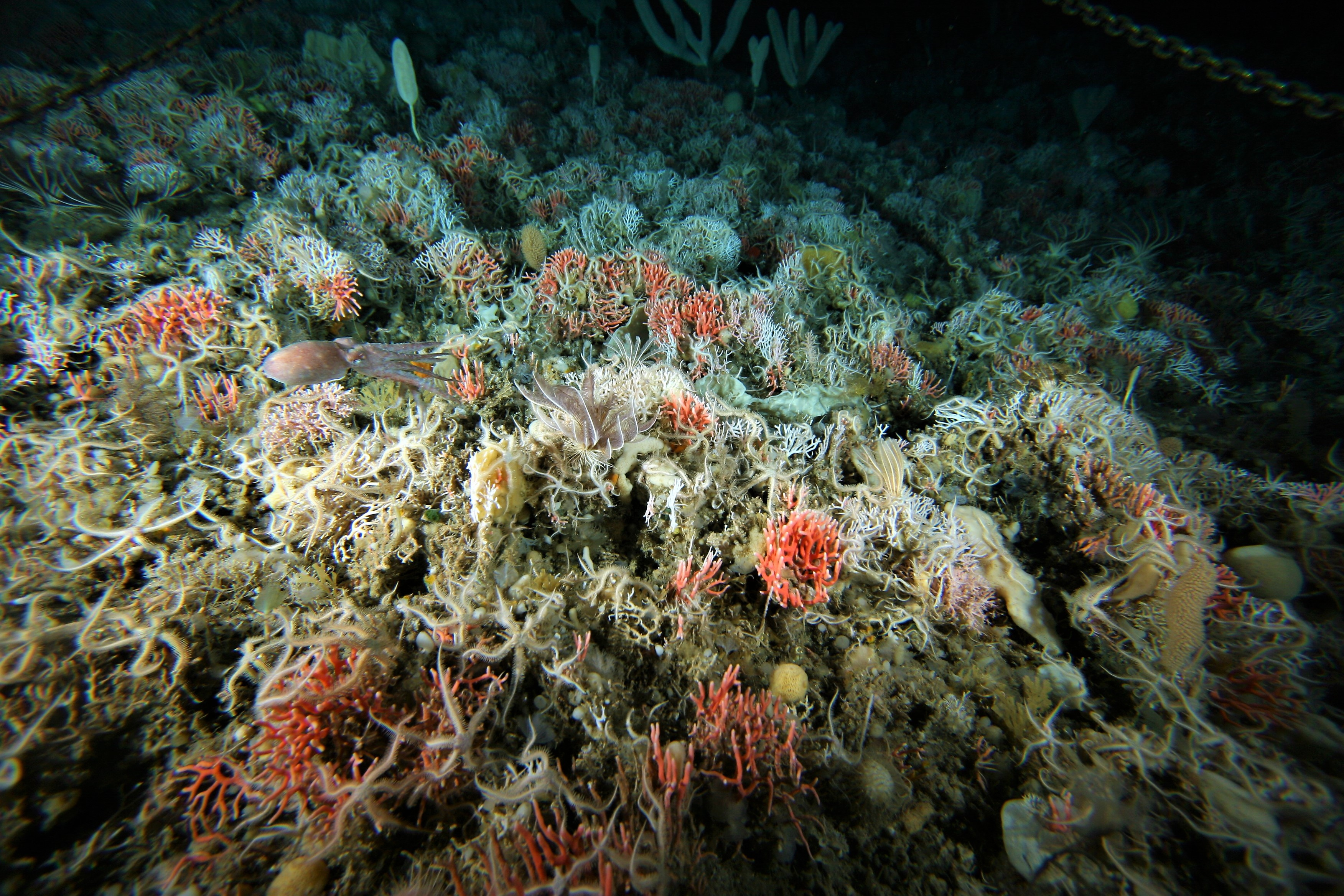 Satellites and ocean-models help predicting Antarctic seafloor-biodiversity at hundreds of meters water depth
