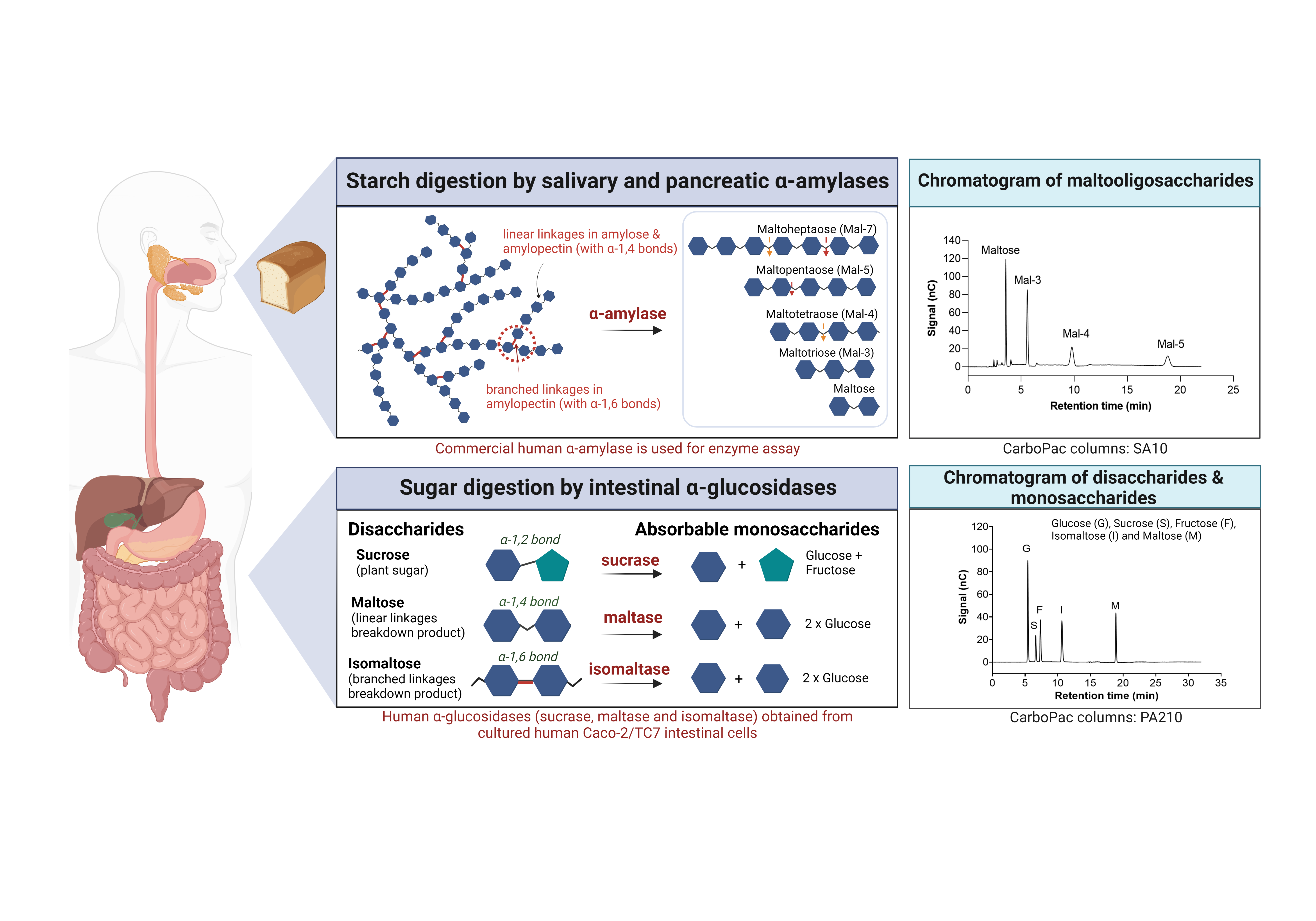 Accurate method to measure carbohydrate digestion in humans using HPAE-PAD