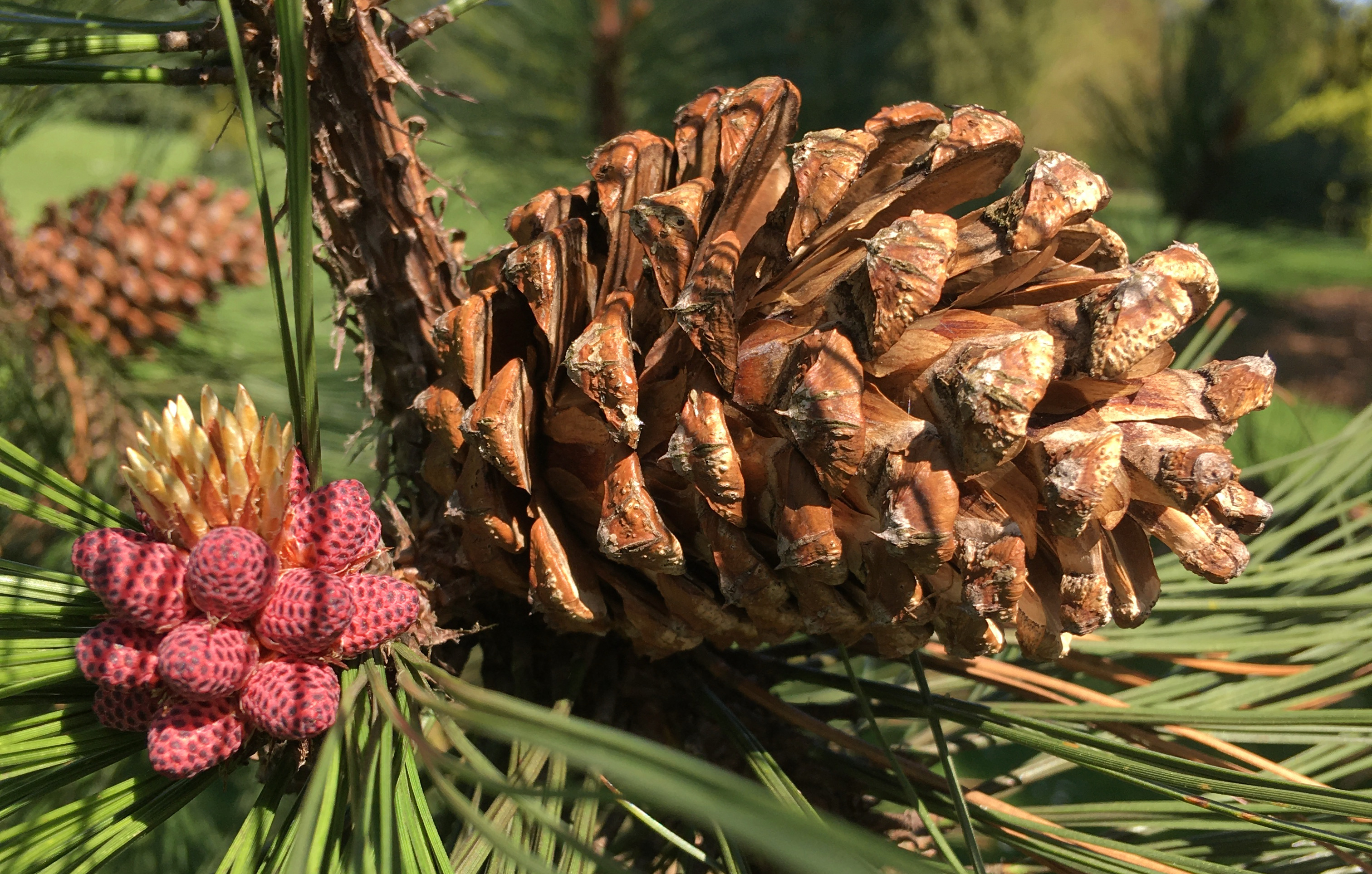 Mysterious gaps in plant diversity quantified