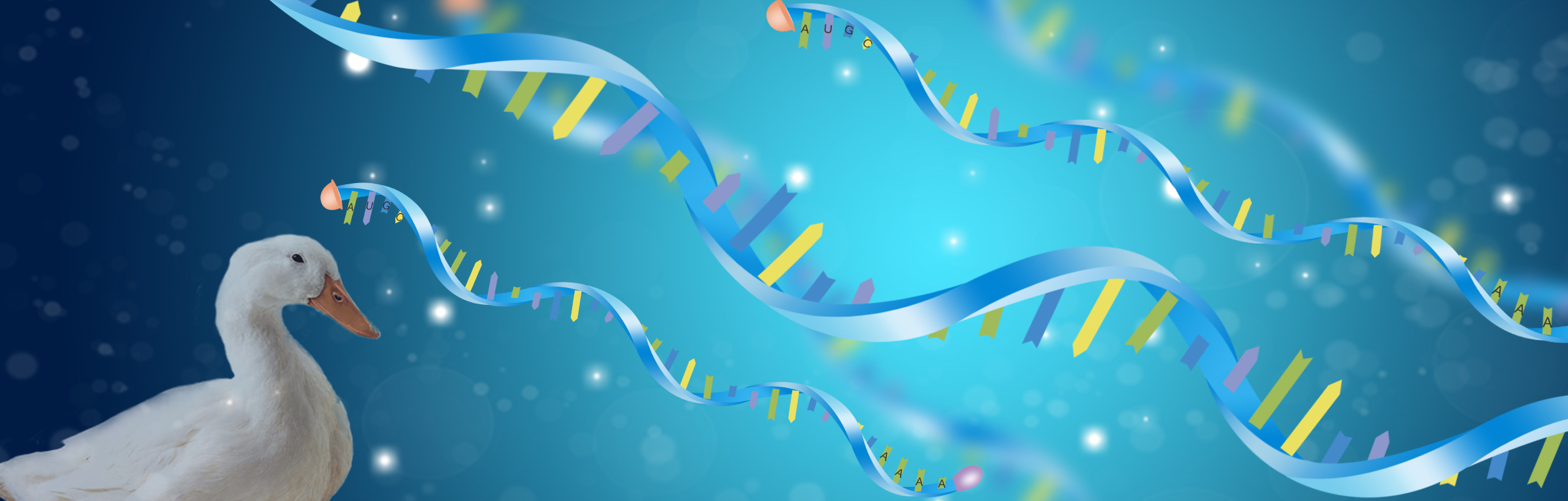 Duck full-length transcriptome data for genome annotation and evolution analysis