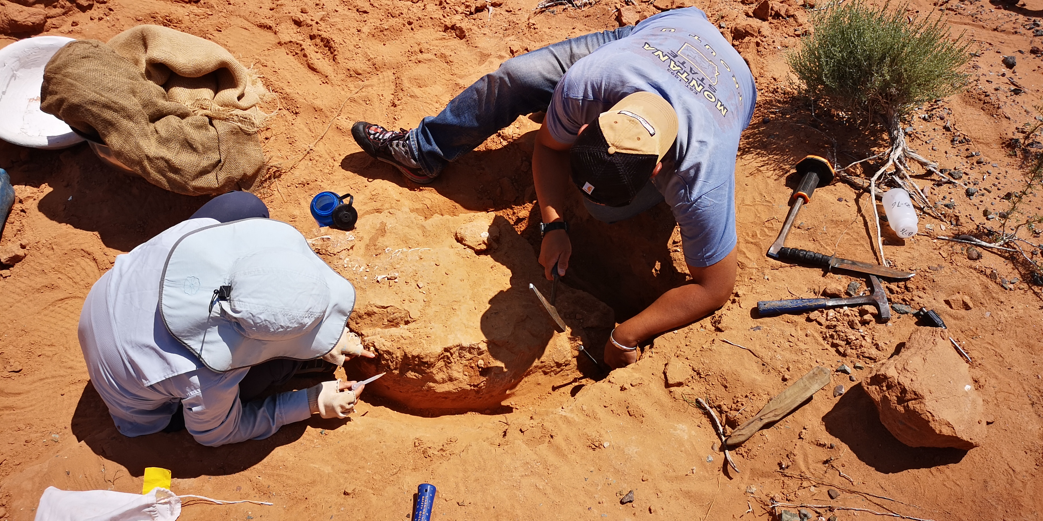 Another horned dinosaur from the Gobi Desert