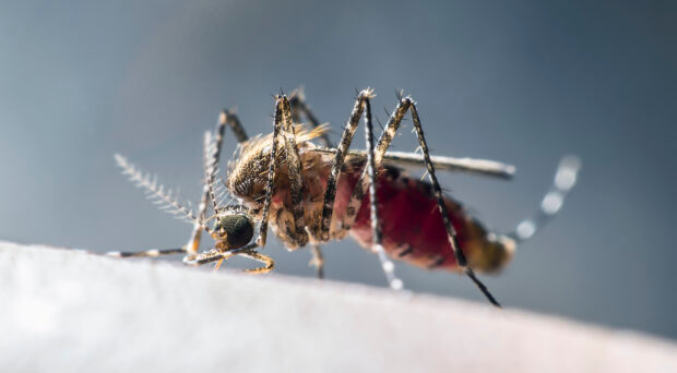 From the BugBitten Archives: A new potential way of tracking malaria incubation periods in mosquitos