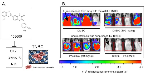 Novel inhibitor of breast cancer stem cells overcomes chemotherapy resistant triple negative breast cancer