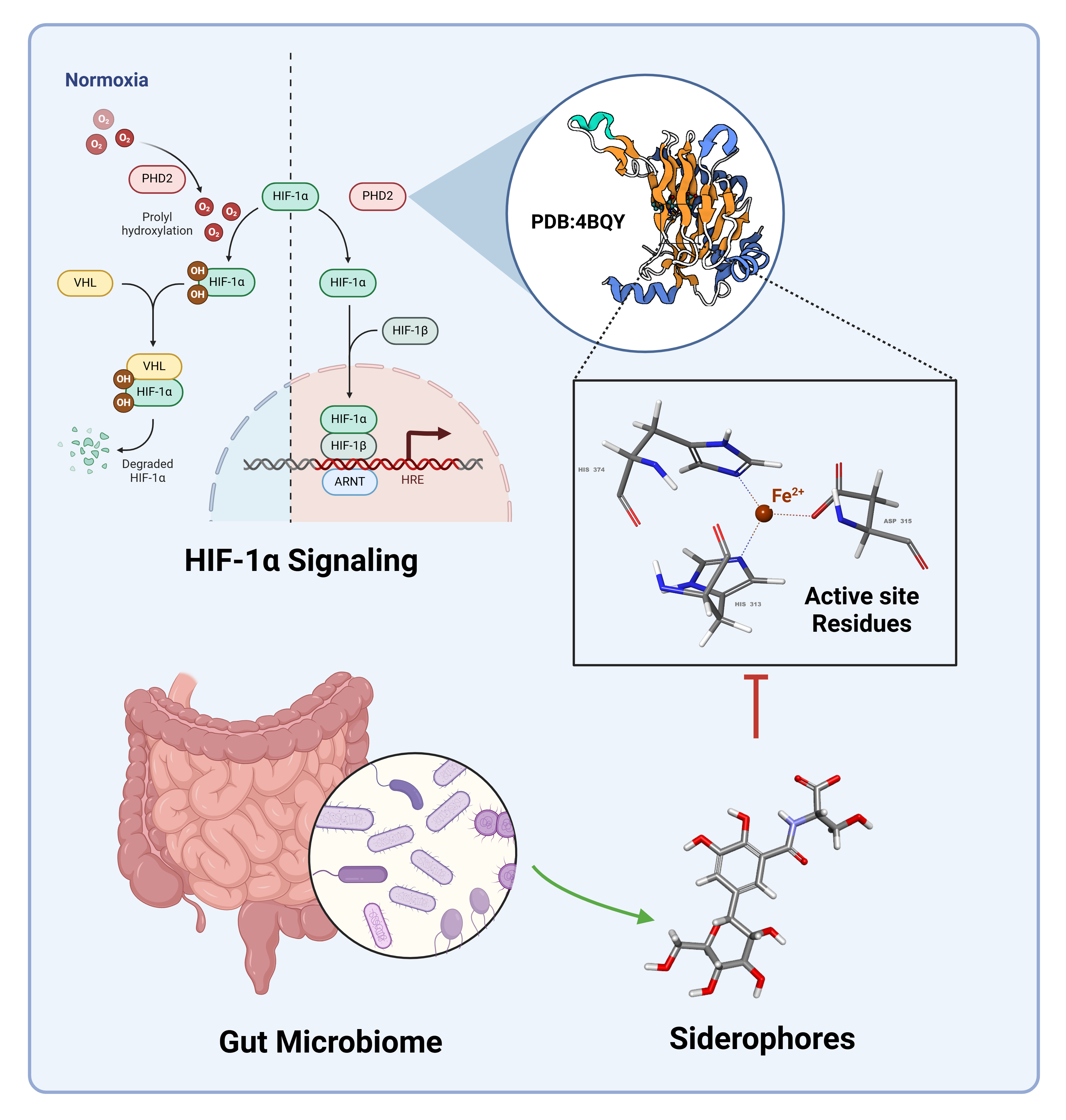 Gut Microbiota-Derived Siderophores as Key Modulators of PHD2 and HIF-1α Stability