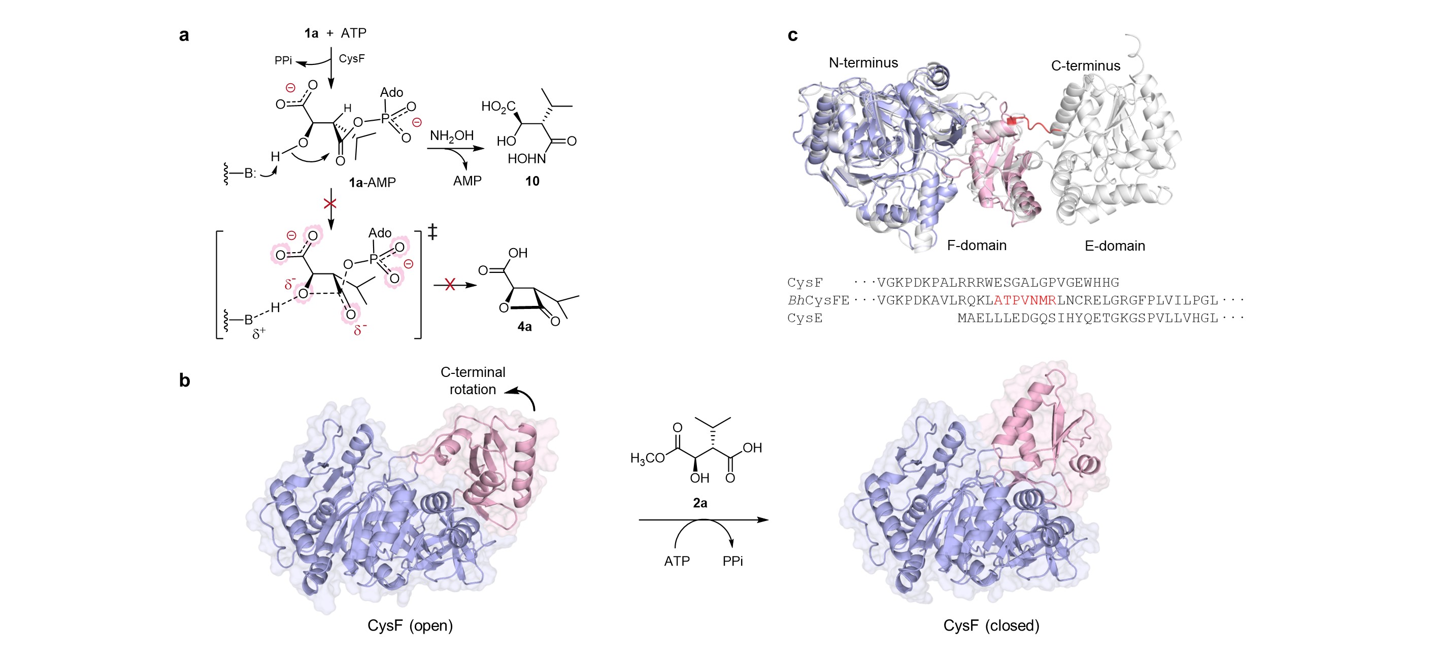 Deciphering how nature installs reactive warheads onto peptides