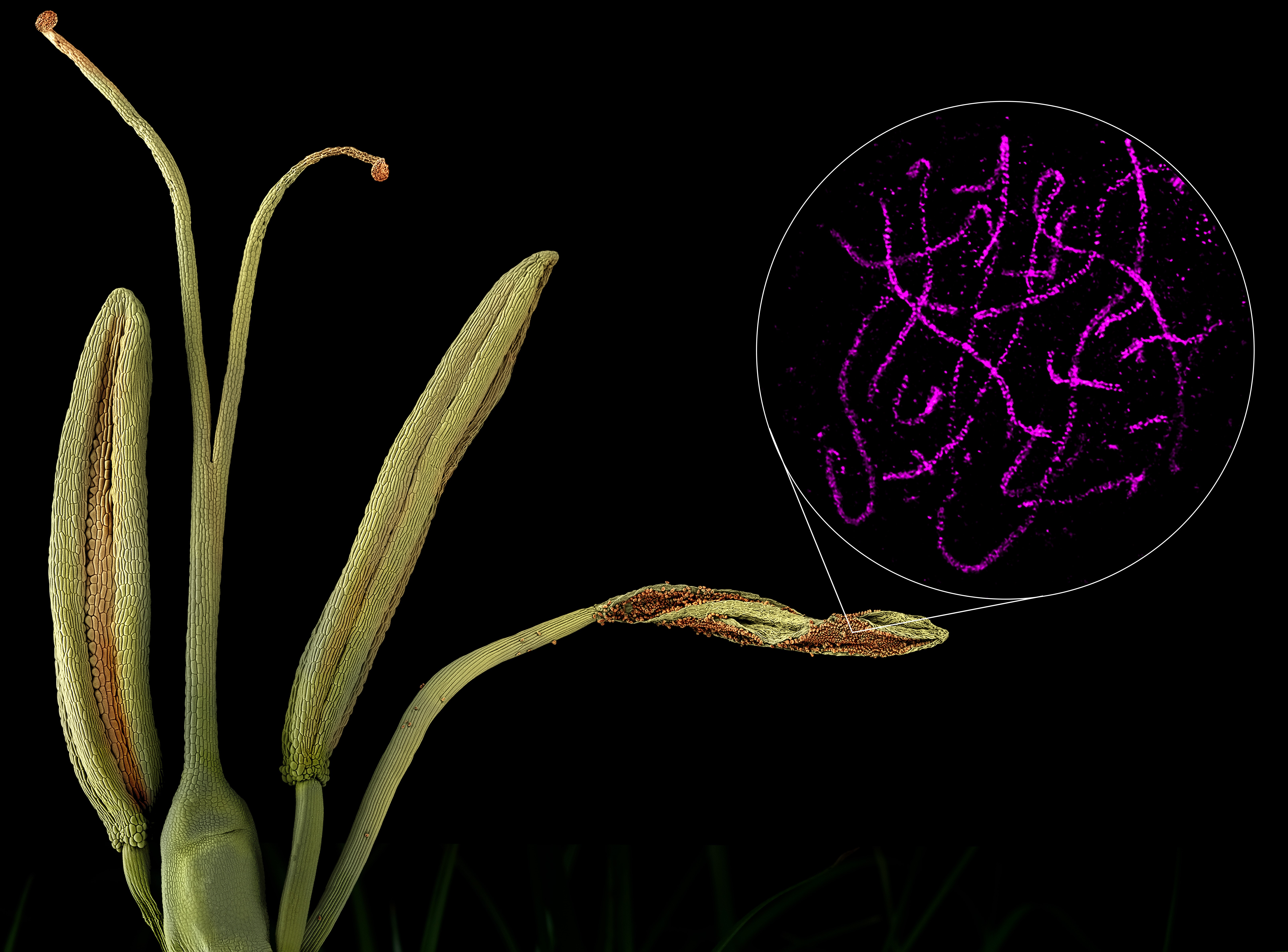 Meiotic Recombination in Holocentric Plants