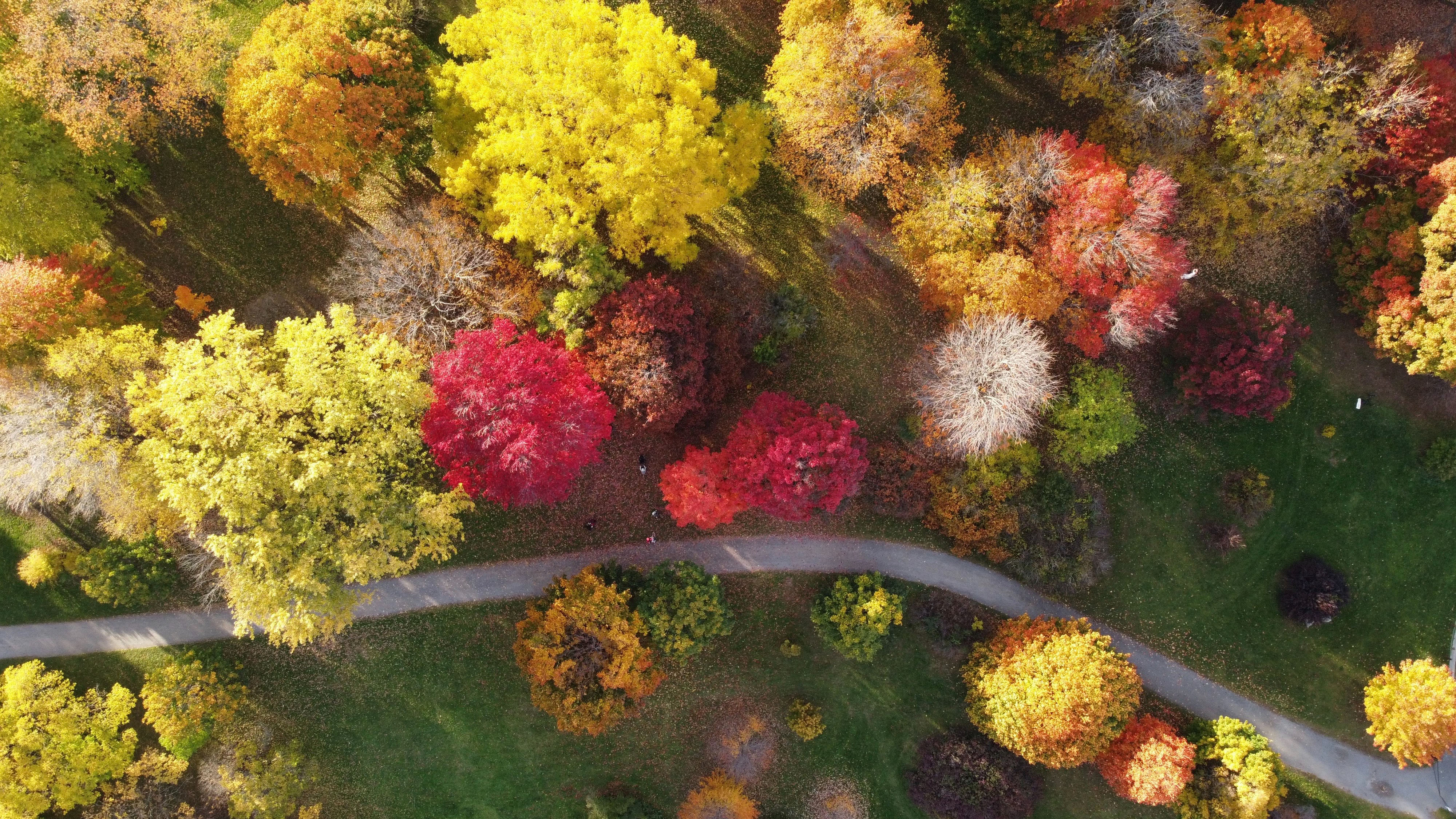Climate change increases global risk to urban forests
