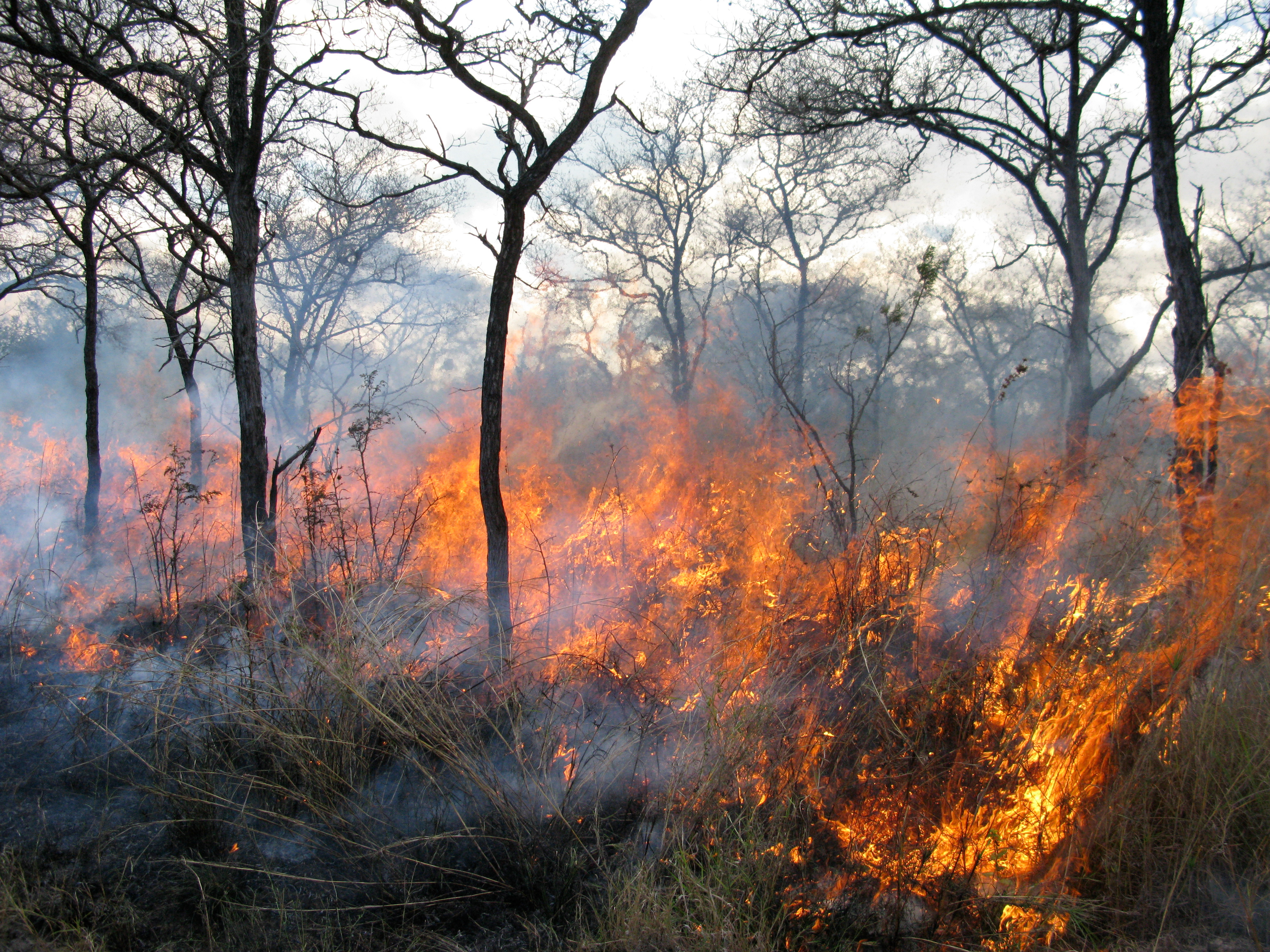 Frequent burning alters soil carbon and nutrients