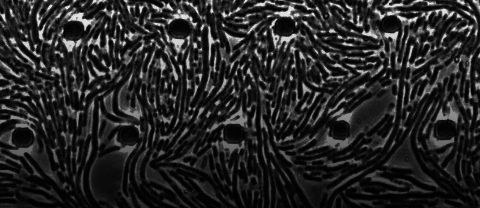 Antibiotics kill bacteria… by making them lose half of their body