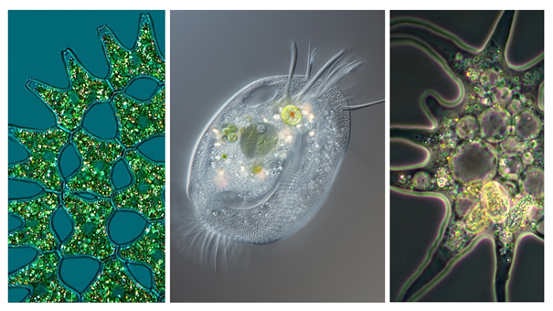 Revisiting biocrystallization: Purine biocrystals are widespread in eukaryotes